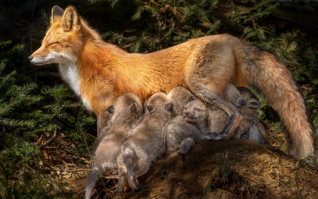 Red fox (female and juveniles)
