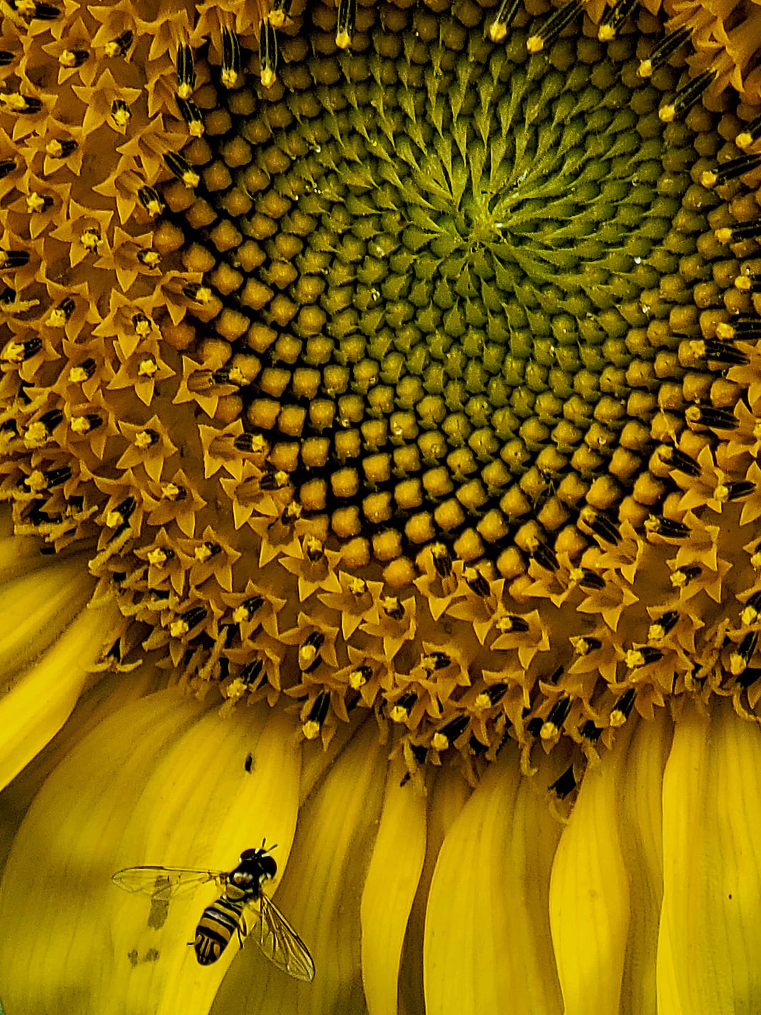 Sunflower, Hover fly