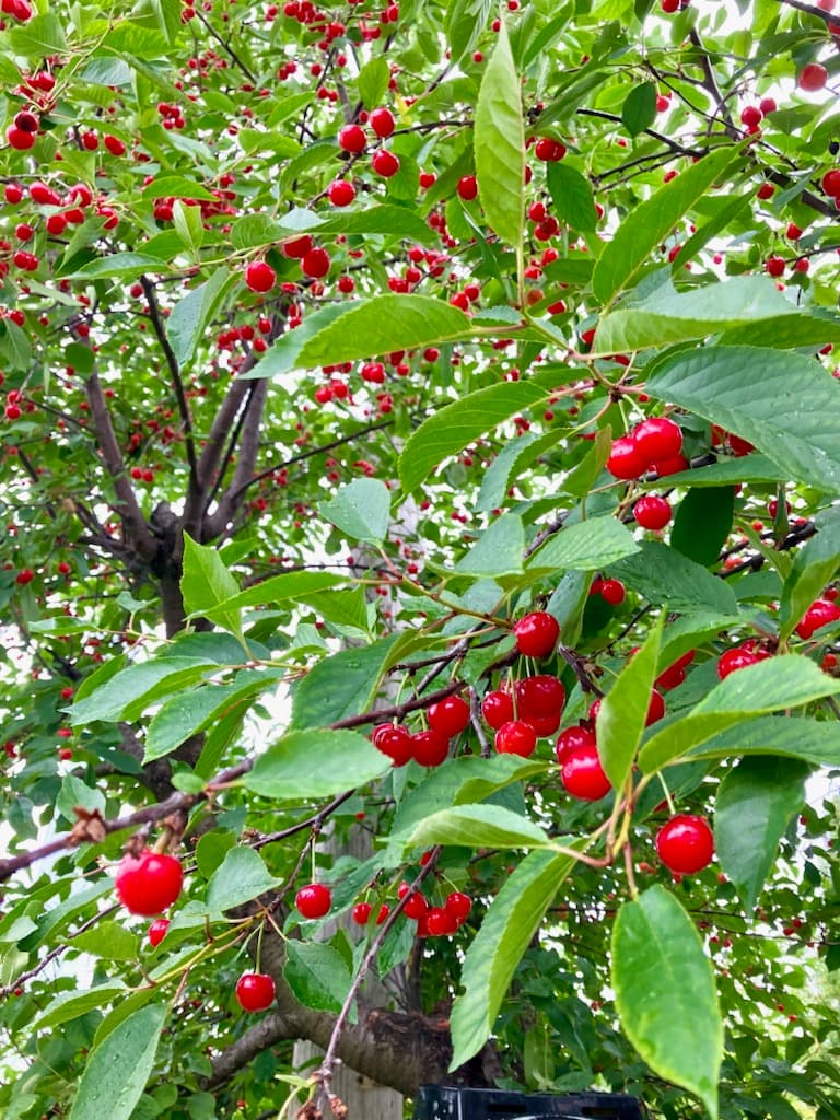 Tree with red fruit.