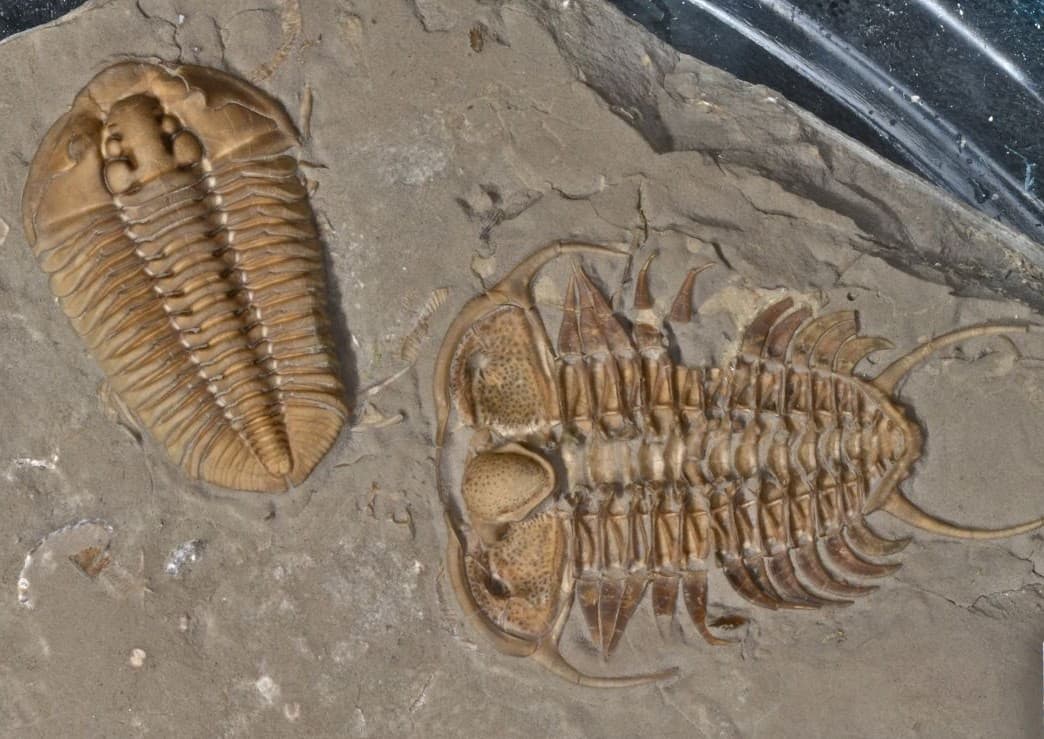 Two trilobite fossils embedded in gray stone.
