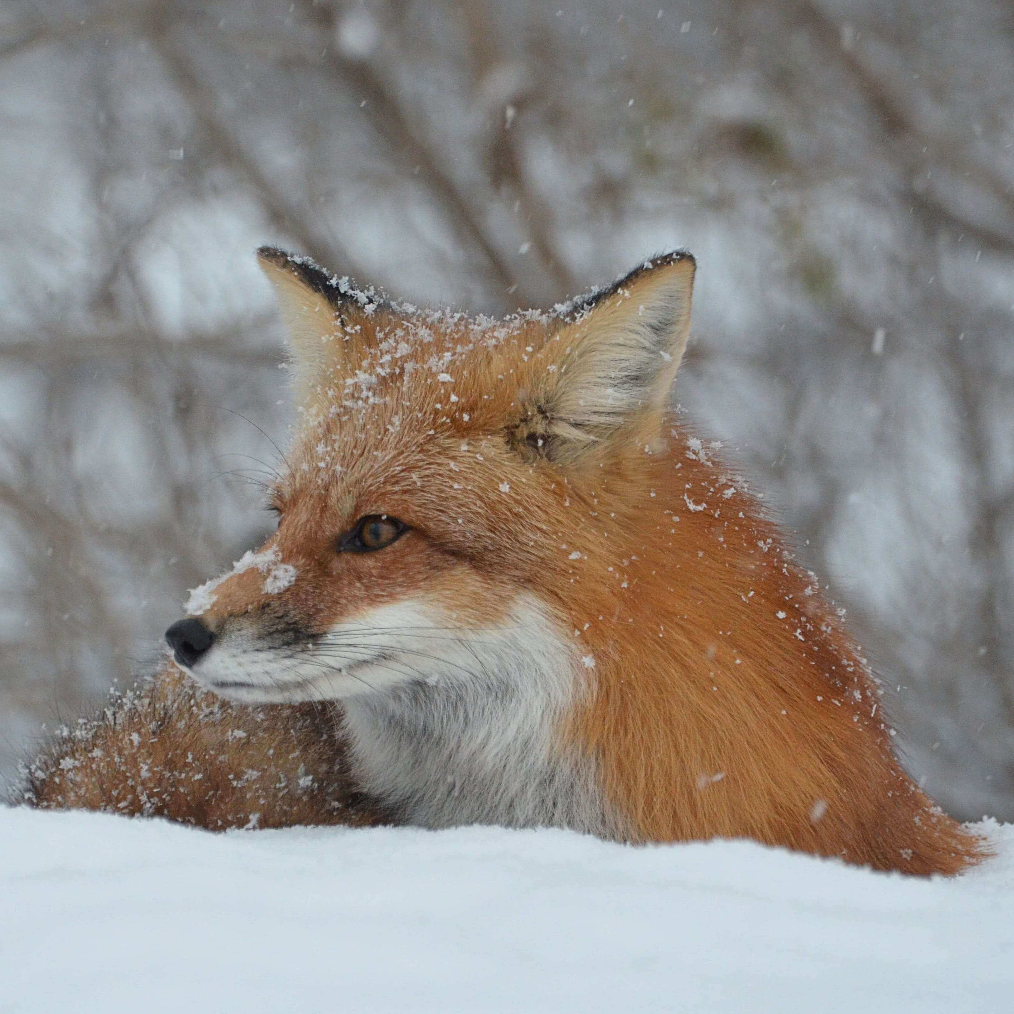 Photo of a fox in the snowy nature.